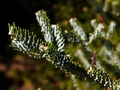 Abies koreana Silver Star IMG_3814 Jodła koreańska